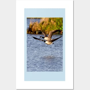 Canada Geese in flight Posters and Art